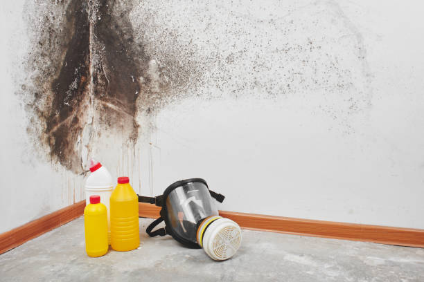 Best Residential Mold Removal  in Sparrow Bush, NY