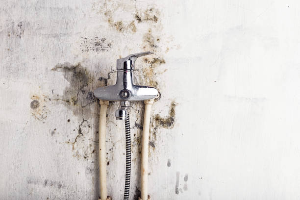 Best Best Mold Removal Companies  in Sparrow Bush, NY