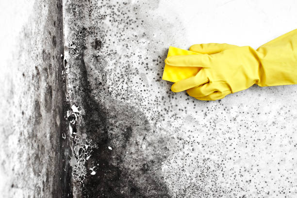 Best Commercial Mold Removal  in Sparrow Bush, NY