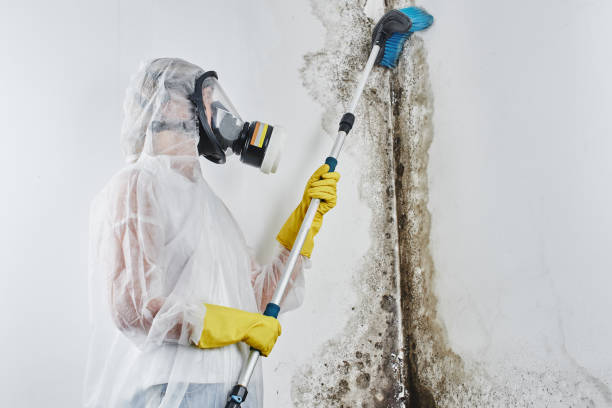 Best Professional Mold Removal  in Sparrow Bush, NY