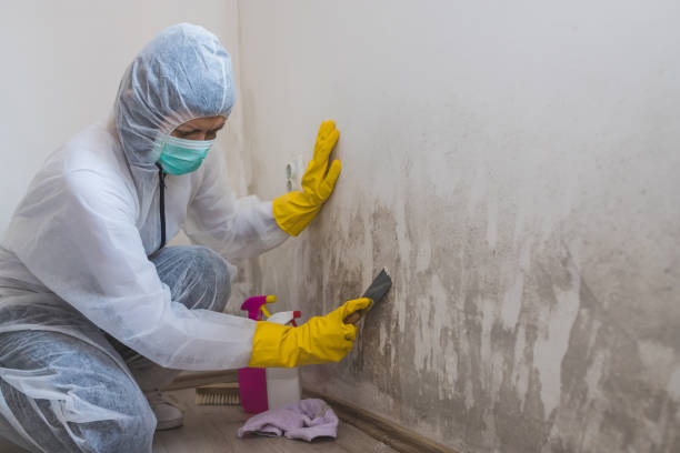 Best Toxic Mold Removal  in Sparrow Bush, NY