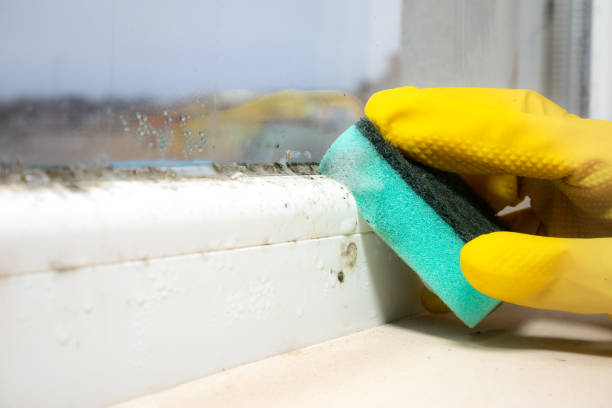 Certified Mold Removal in Sparrow Bush, NY