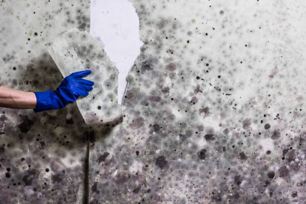 Best Same-Day Mold Removal  in Sparrow Bush, NY