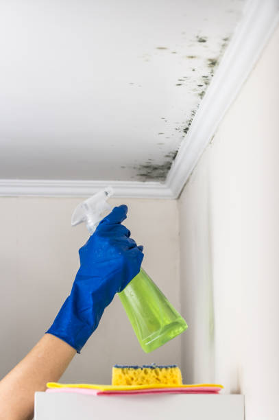 Best Toxic Mold Removal  in Sparrow Bush, NY