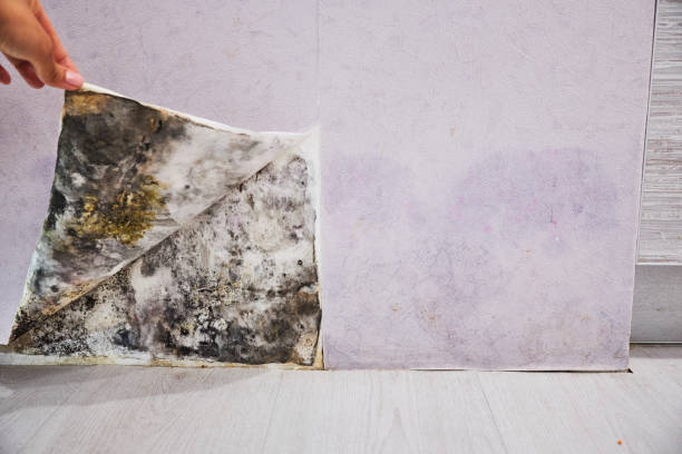 Best Local Mold Removal Service  in Sparrow Bush, NY
